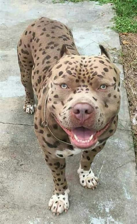 leopard bully price.